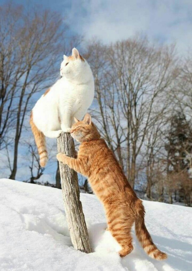Коты и Кошки
