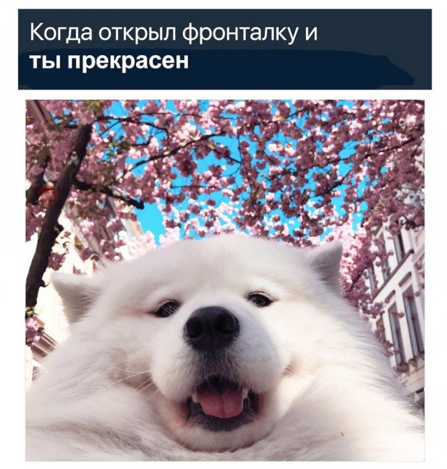 Живность из сети