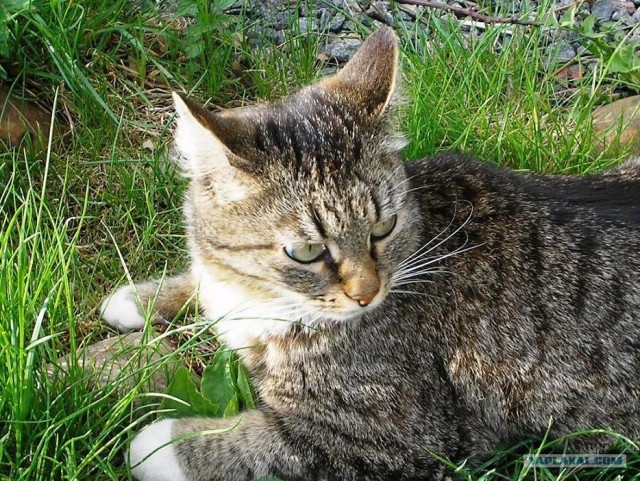 Ура, котовторник! (01.07.2008)