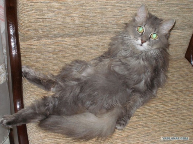 Котовторнику Да (09.12.08)
