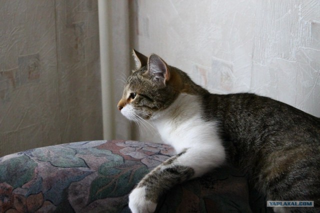Котовторник! 08.11.11