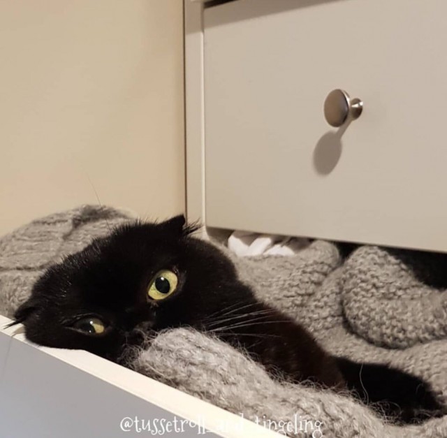 Прикольных котов пост