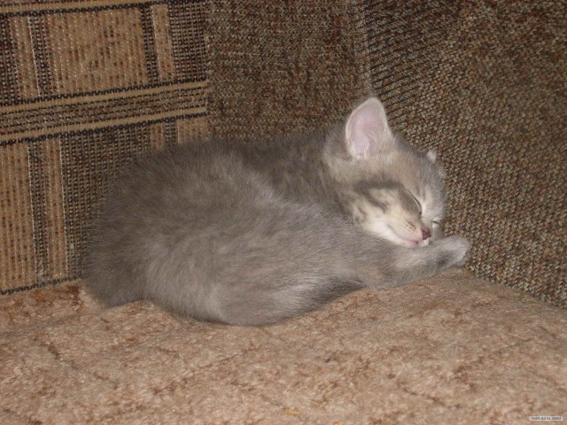 Котовторник (31.01.2012)
