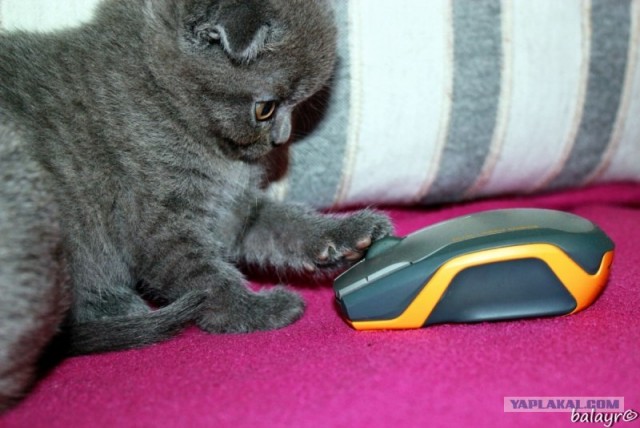 Котовторник! 13.03.2012