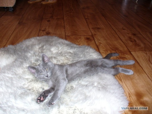 Котовторник 20.03.2012