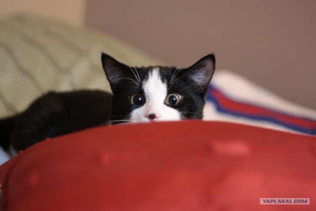 Котовторник  от 3.04.2012