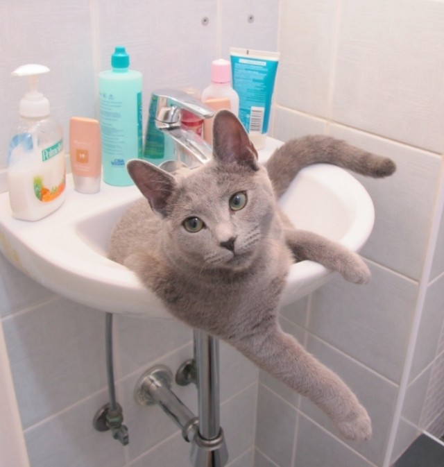 Котовторник 17.04.2012