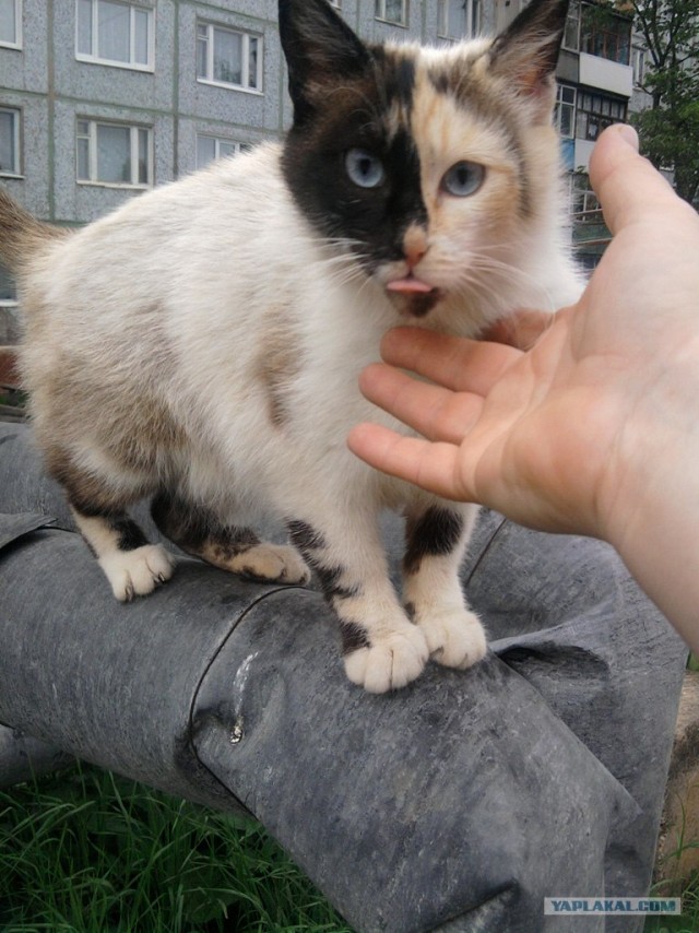 Котовторник  12. 06. 2012