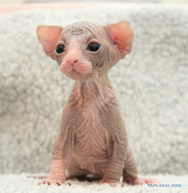 Сфинксики...