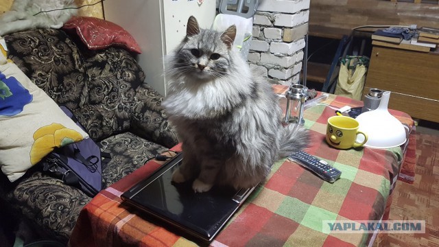 Гид по породам кошек, благодаря которому вы точно научитесь их различать