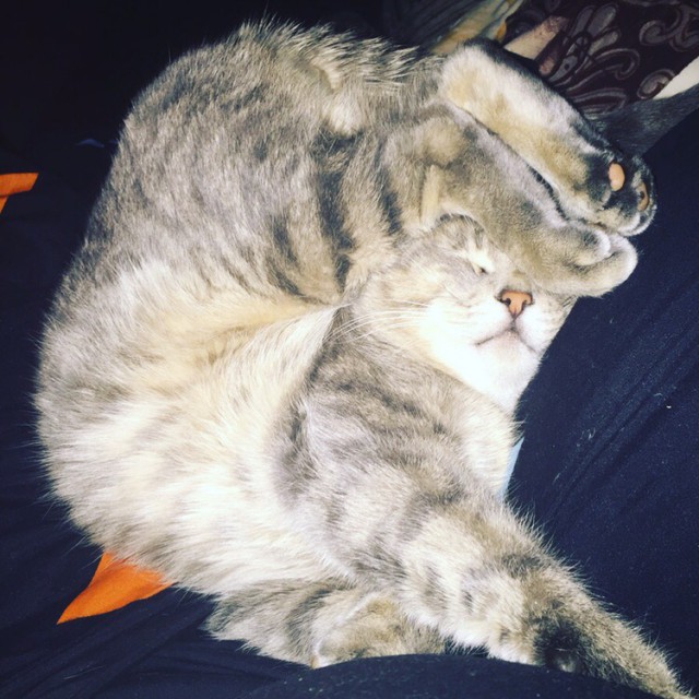Забавные фото котеек