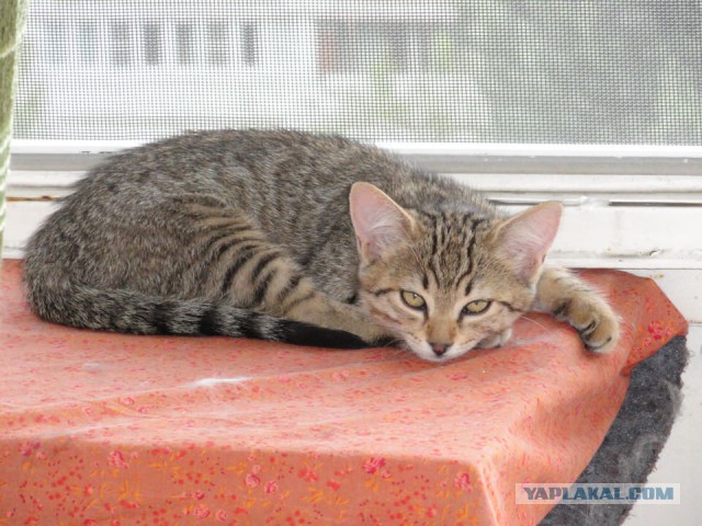 Котовторник 19.02.2019