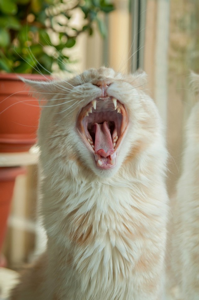 Котовторник ! (12.03.19)