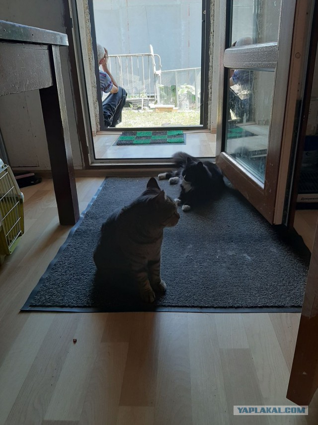 Котовторник 18.06.2019