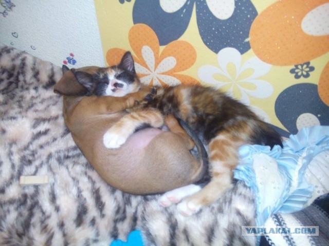 Начнем котоФторник?