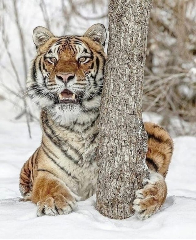 Живность из сети