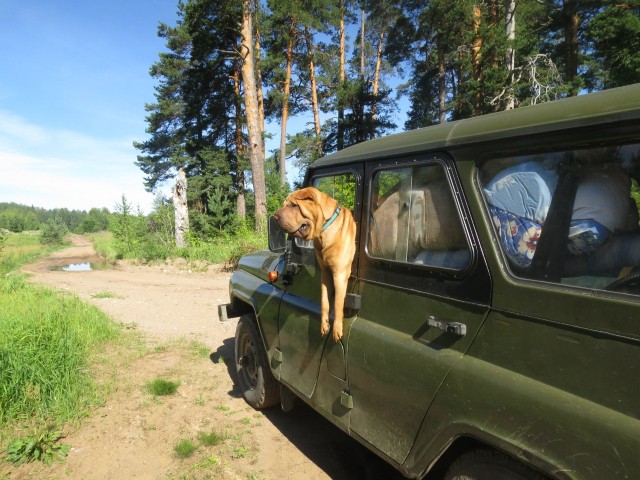 Живность из сети