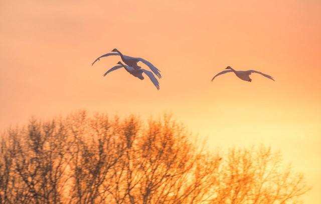 Живность из сети