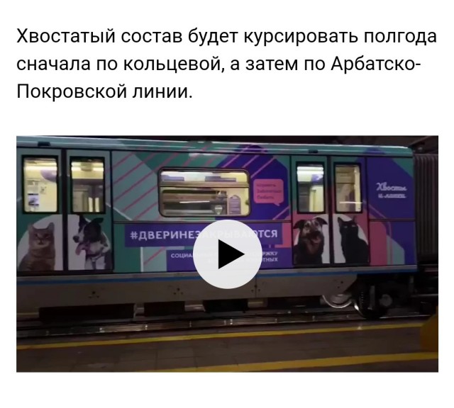Сегодня в мосметро запустили самый милый поезд за все время: собаки и кошки ищут семью