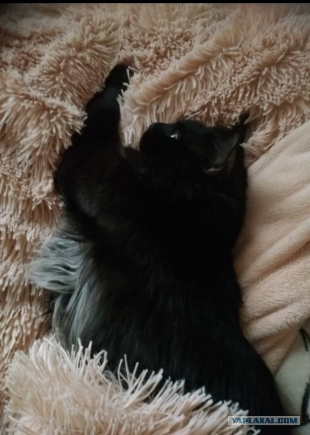 Моя красотка