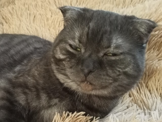 Коты их видят...