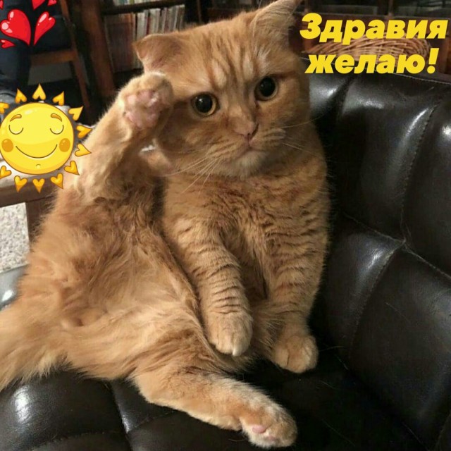 Картинки о животных, прямо и косвенно