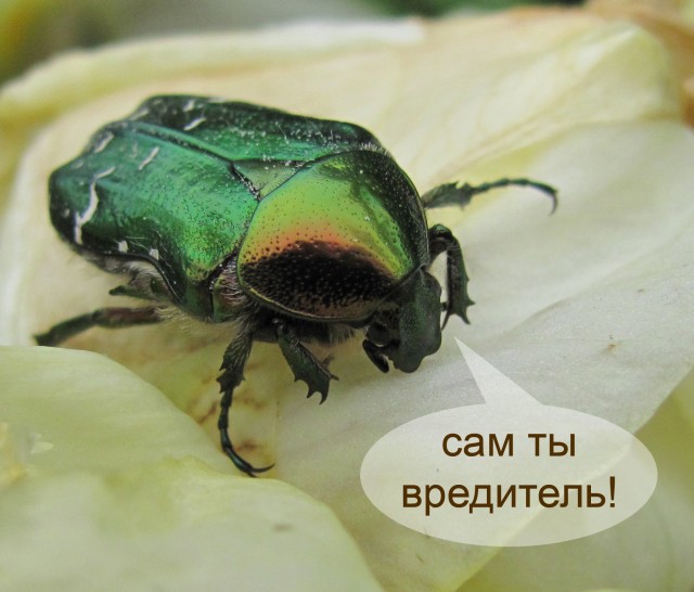 К теме "Нет майских жуков"