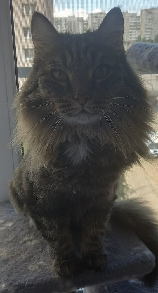 Котовторник 28.09.21