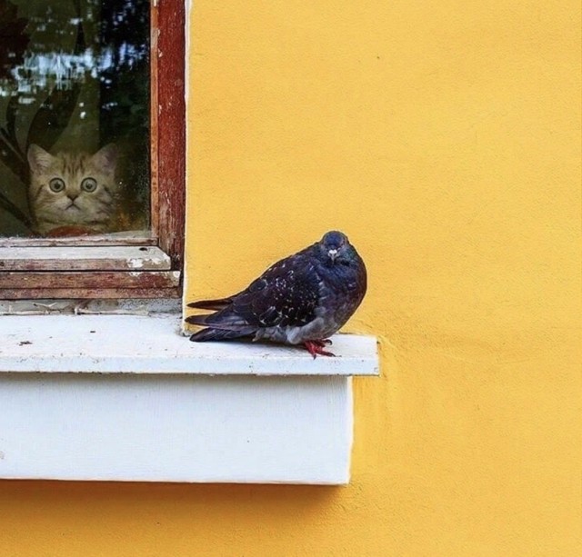 Котовторниковское