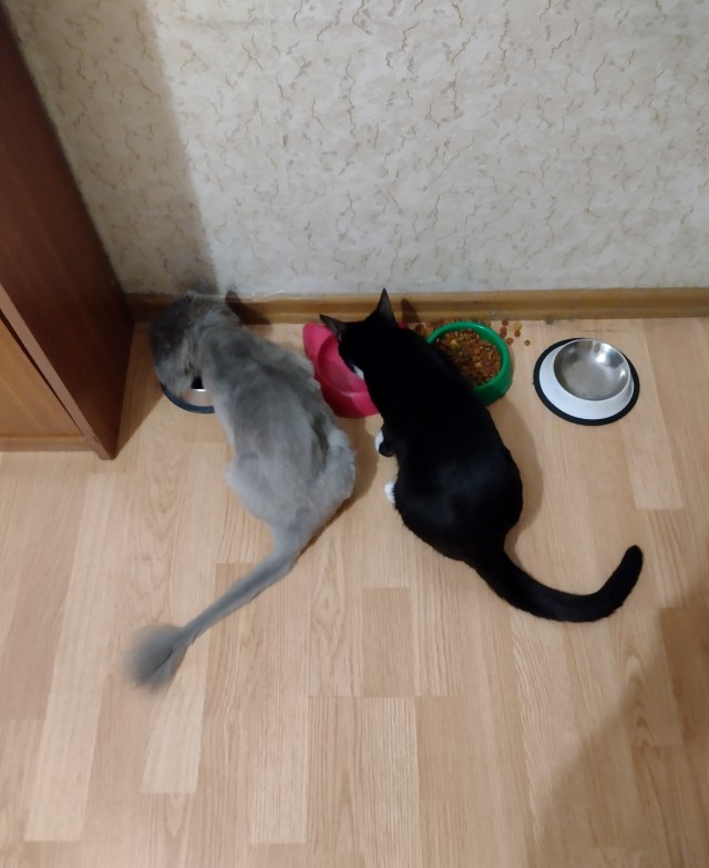 Котовторник 19.07.22