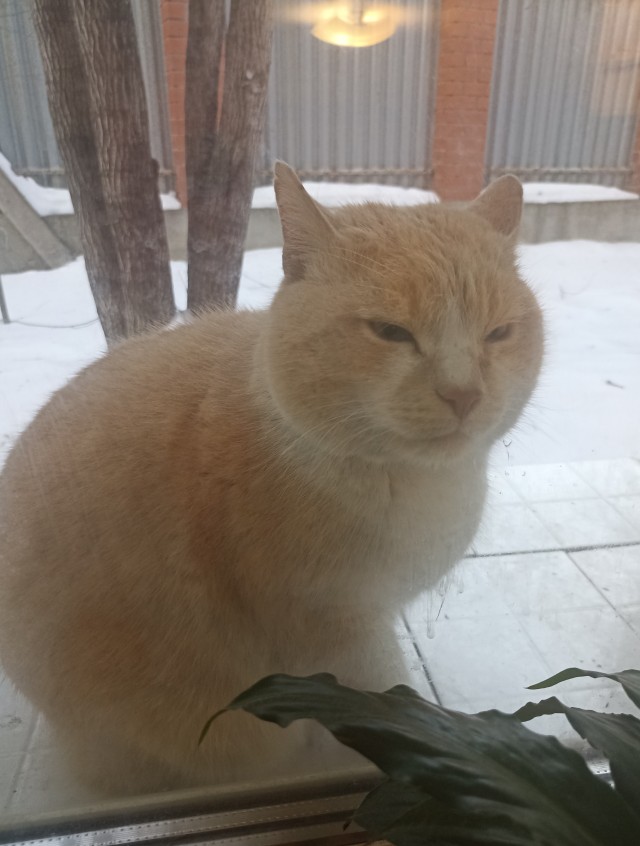 Я социально адаптированный алкаш