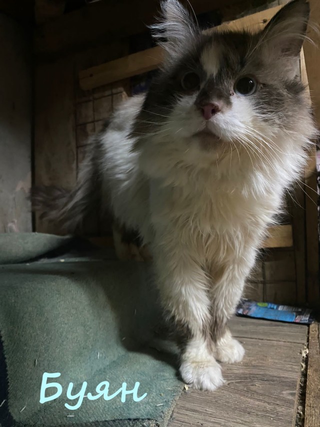Жизнь домашнего приюта "Котоленд" 380