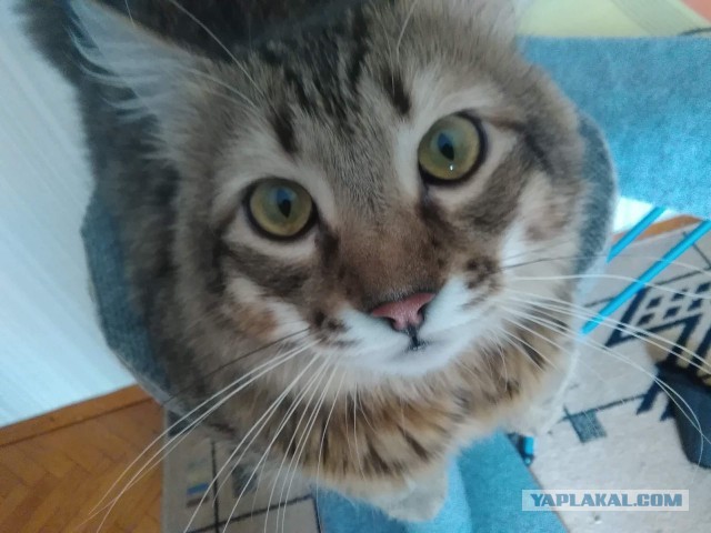 Просто фотопортрет моей кошки к котовторнику