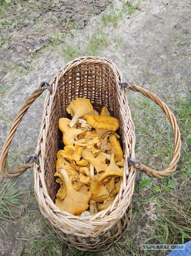 Перекличка грибников