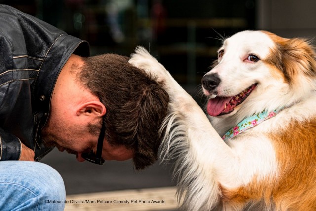 Comedy Pet Photo Awards 2020