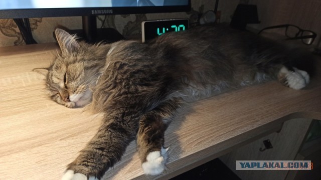 Котейка