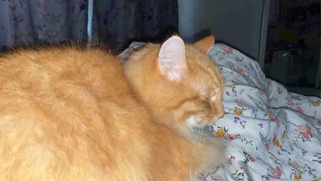 Подбирайте дворовых котят, из них получаются самые благодарные кошки