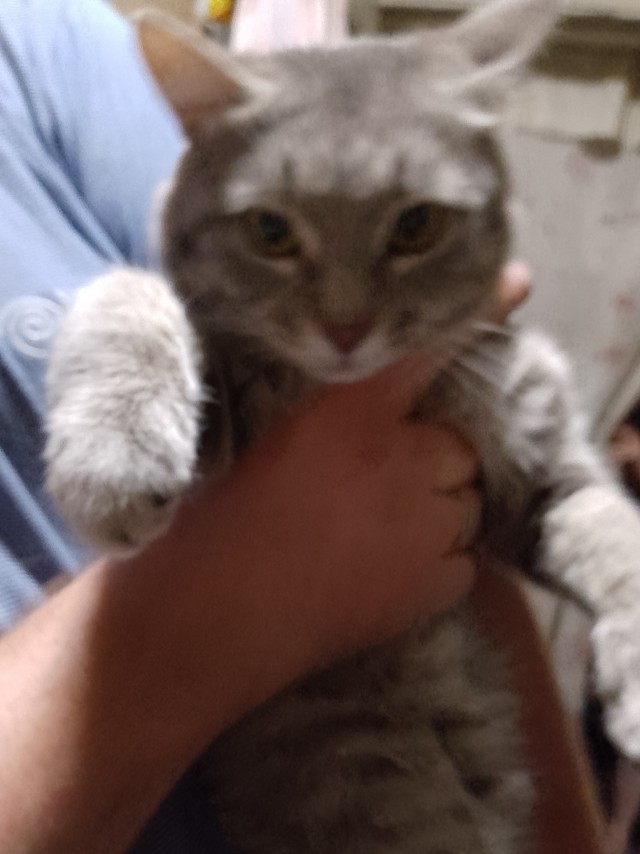 Подборка котов, нашедших свой дом