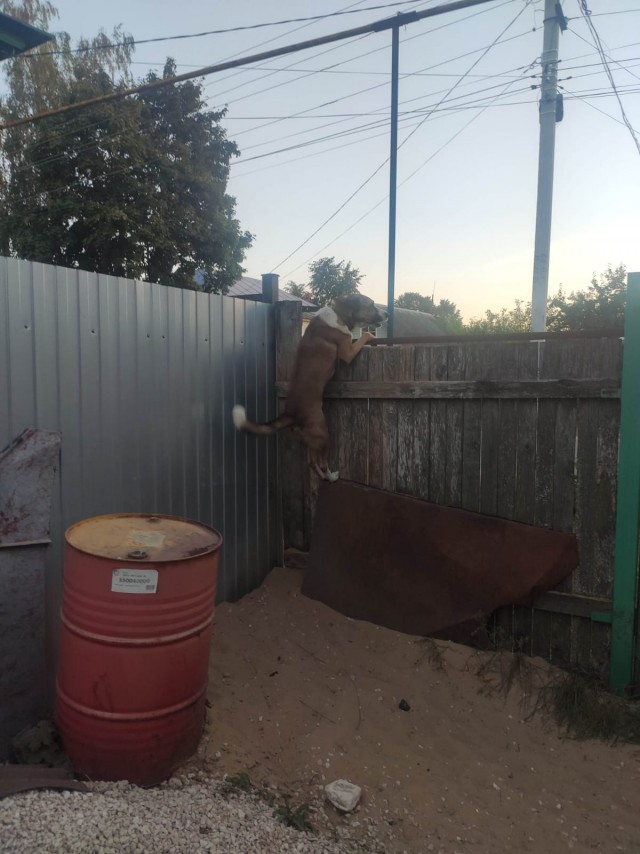 Жил был пёс