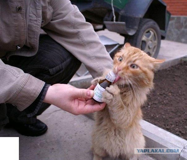 Вредные привычки животного мира