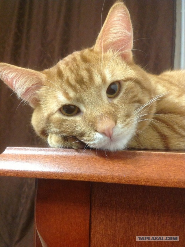 Мелом обвести?