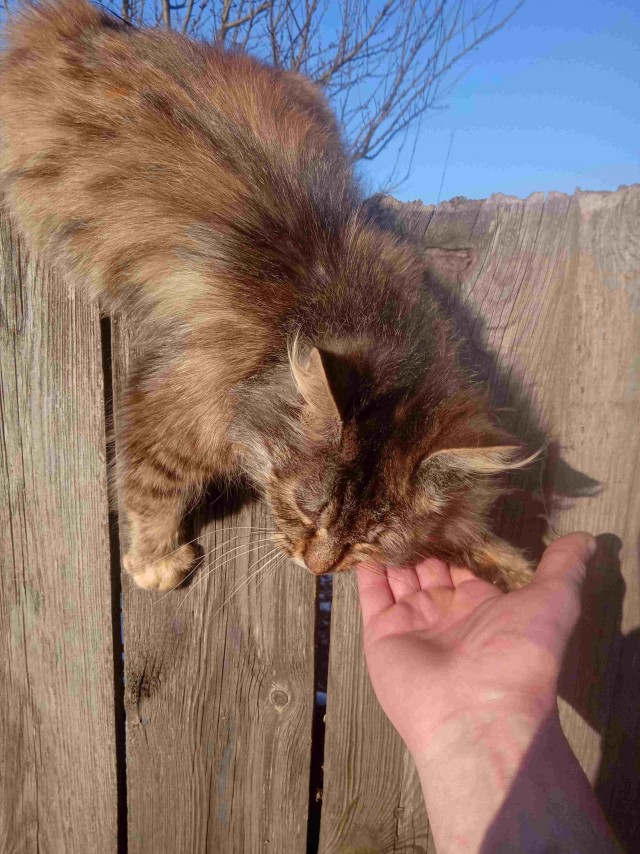 Котовторник продолжается