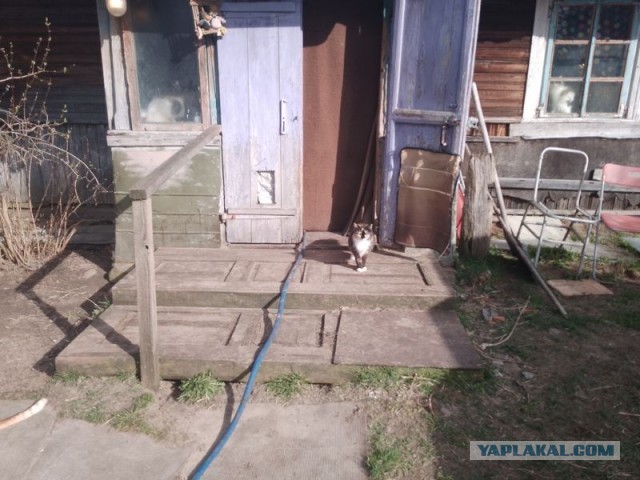 Жизнь домашнего приюта для котеек 539