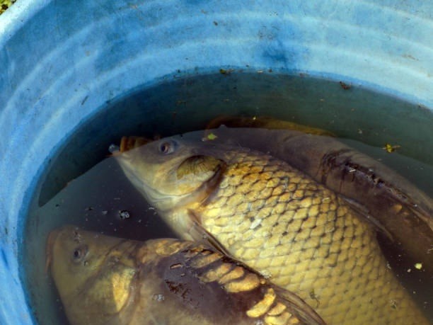 Доблестные гаишники арестовали рыбу