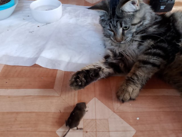 Муха. Ну не совсем...