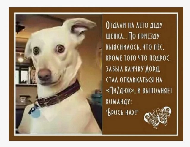 Вот и погостил у бабушки