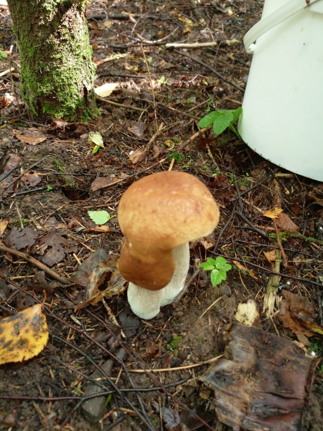 Тихая охота. Небольшая вылазка.