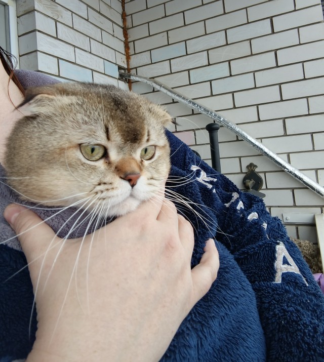 Котовторник