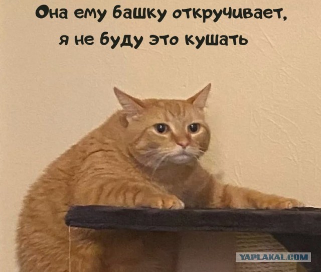 В Петербурге начали пропадать голуби