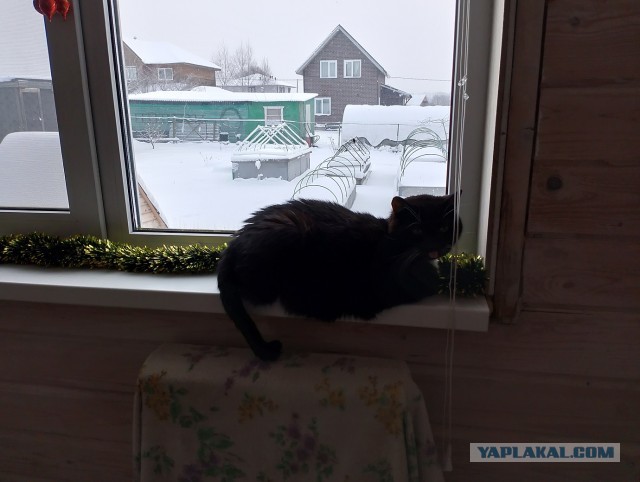История одного котенка
